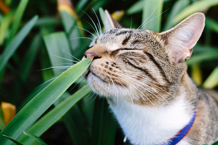 روغن های گیاهی و گربه ها، ترکیبی خطرناک برای گربه شما
