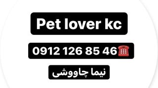 خريد و فروش سگ پامرانين و چاوچاو و....(Pet Lover Kc)