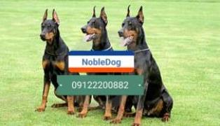 Noble dog 