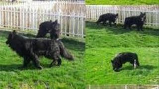 مرکز فروش سگهاي نگهبان  وگاردpet lovers iran