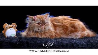 pet_takchehreha| عکاسی حیوانات