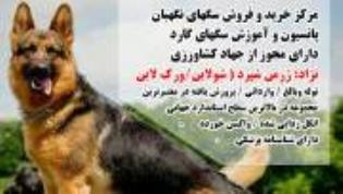 سگ گارد البرز