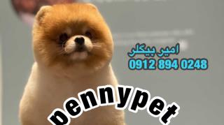 خريد و فروش سگ پامرانين و چاوچاو و (pennypet)