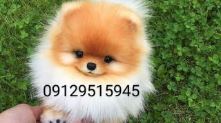 فروش سگ   خريد سگ  پتشاپ منوتوپت (manotopet)