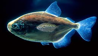 انجمن تخصصی ماهی و آکواریوم