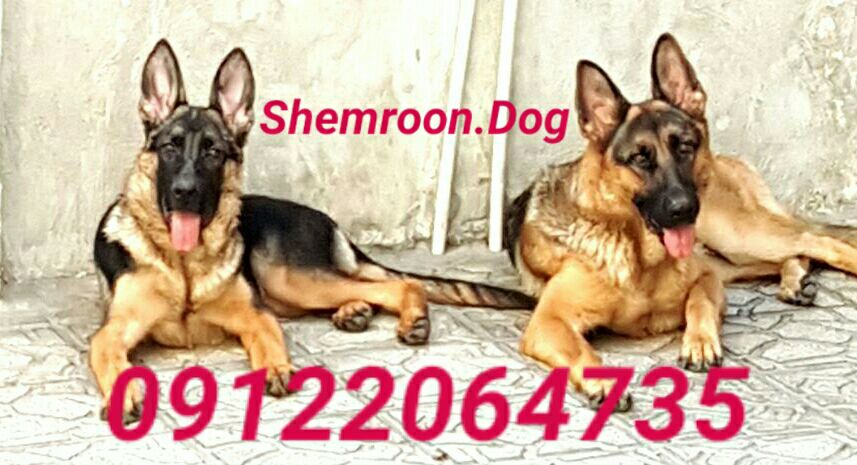 shemroon.dog