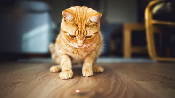  لیزر بازی با گربه