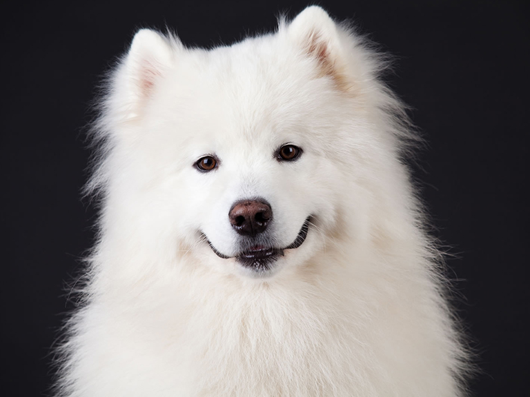 samoyed.jpg