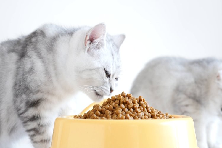 یازده اشتباه معمول در غذا دادن به گربه ها3