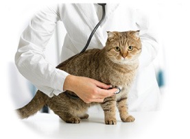 واکسن گربه 3