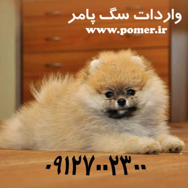 خريد و فروش سگ پامرانين | پتیران، دایرکتوری مشاغل حیوانات خانگی