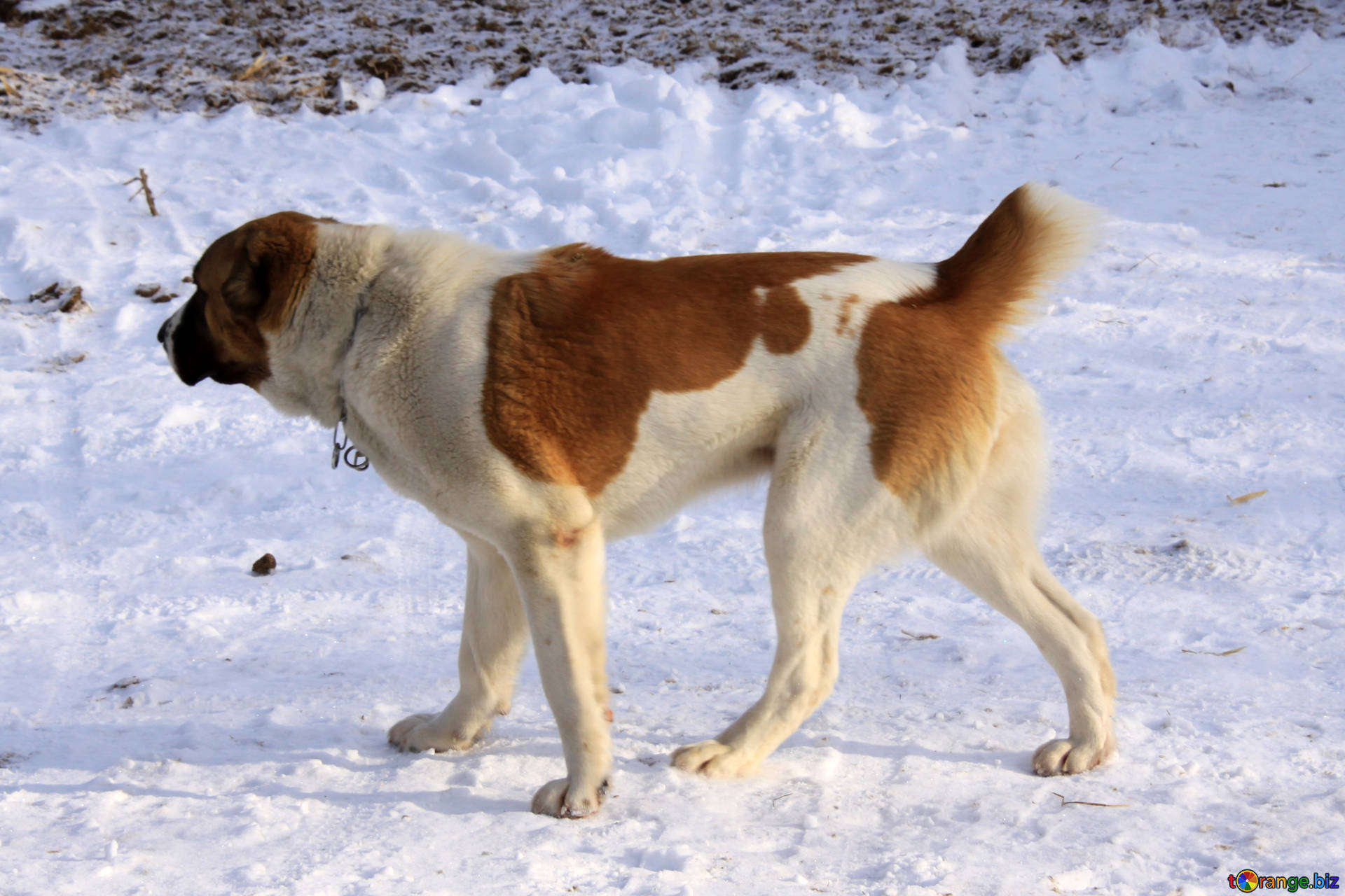 شپرد آسیای مرکزی