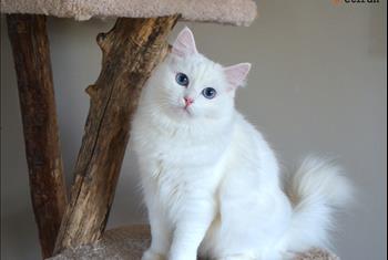 گربه رگدال