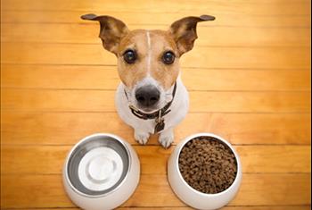 اصول غذا دادن به توله سگ ها