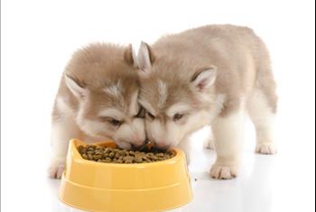 اصول غذا دادن به توله سگ ها