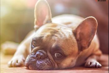 بیماری کوشینگ در سگ ها