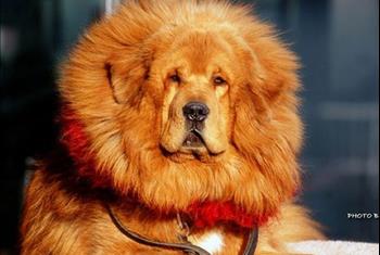 سگ ماستیف تبت