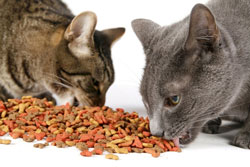 آیا گربه های مسن نیاز به رژیم غذایی خاصی دارند؟