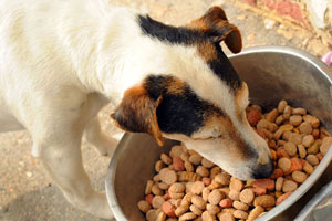 ادعاهای نادرست تولید کننده های غذای آماده سگ و گربه