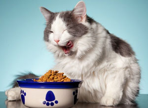 مواردی که در خرید غذای آماده گربه باید به آن توجه کنی