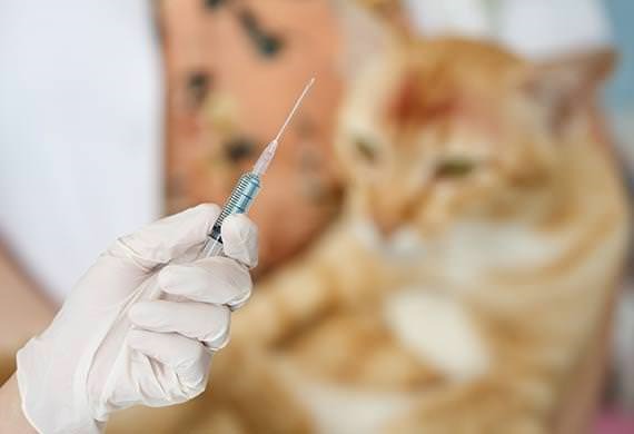 معرفی انواع واکسن برای گربه ها 