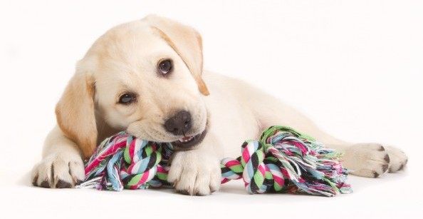 به سگ‌تان یاد دهید که اسباب بازی هایش را خراب نکند