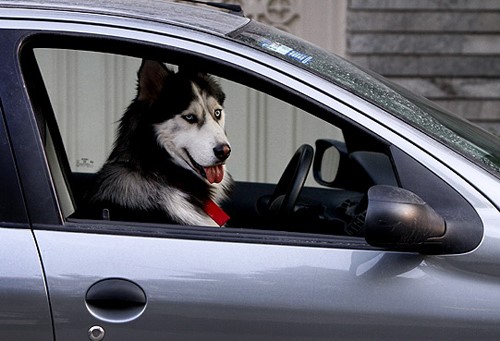 لرزیدن، نفس نفس کردن ، استفراغ …آیا با این علائم سگ در اتومبیل آشنا هستید ؟