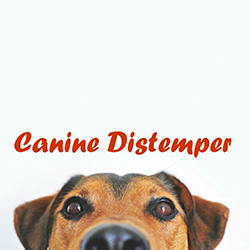 ویروس دیستمپر در سگ ها چیست؟