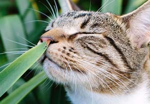 روغن های گیاهی و گربه ها، ترکیبی خطرناک برای گربه شما